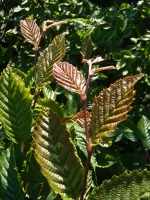 Carpinus betulus 'Purpurea' / Purpur-Buche