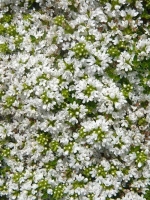 Thymus praecox 'Albiflorus' / Steingartenstaude / Wollthymian