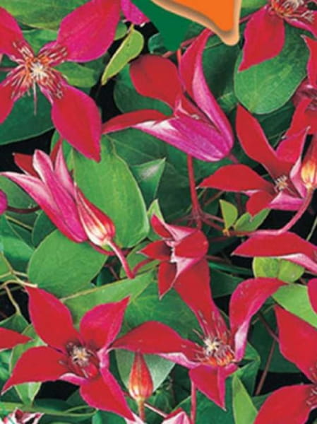 TexasWaldrebe 'Gravetye Beauty' / Clematis texensis 'Gravetye Beauty'