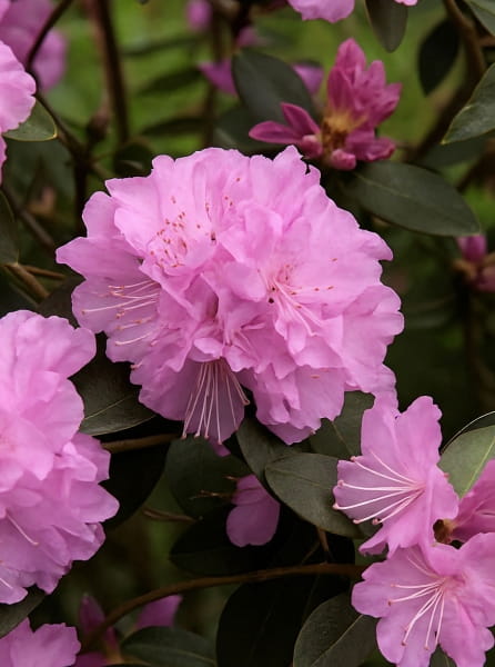 Rhododendron 'Checkmate' / Rhododendron carolinianum 'Checkmate'