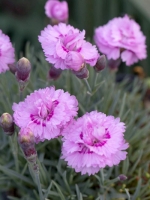 Dianthus plumarius 'Pike`s Pink' / Feder-Nelke