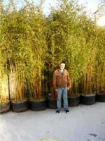 Phyllostachys aureosulcata 'Spectabilis' / Flachrohr-Bambus 350-400 cm im 100-Liter Container