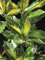 Aucuba japonica 'Picturata' / Japanische Aukube 'Picturata'