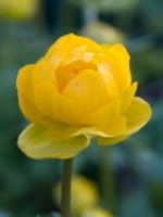 Trollius cultorum 'Earliest of All' / Trollblume