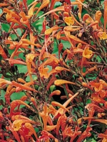 Agastache barberi 'Firebird' / Rotblühende Duftnessel 'Firebird'