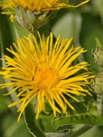 Inula helenium / Echter Alant