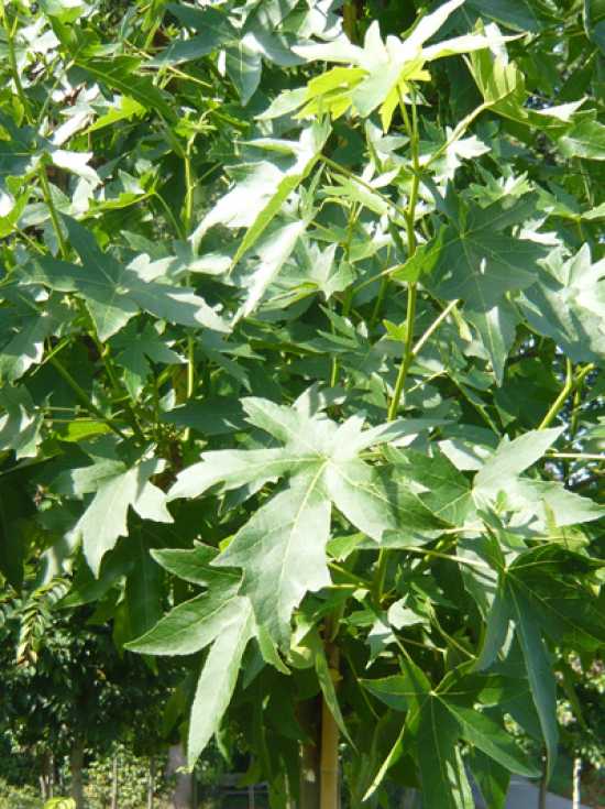 Amberbaum 'Worplesdon' / Liquidambar styraciflua 'Worplesdon'