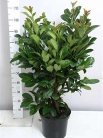 Prunus laurocerasus 'Etna' / Kirschlorbeer 'Etna' 60-80 cm im 7-Liter Container