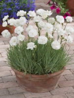 Dianthus plumarius 'Haytor White' / Garten-Feder-Nelke