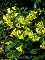 Primula elatior / Himmelschlüssel / Wald-Schlüsselblume
