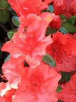 Rhododendron obtusum 'Ageeth' / Japanische Azalee 'Ageeth'