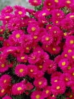 Aster dumosus 'Jenny' / Kissen-Aster