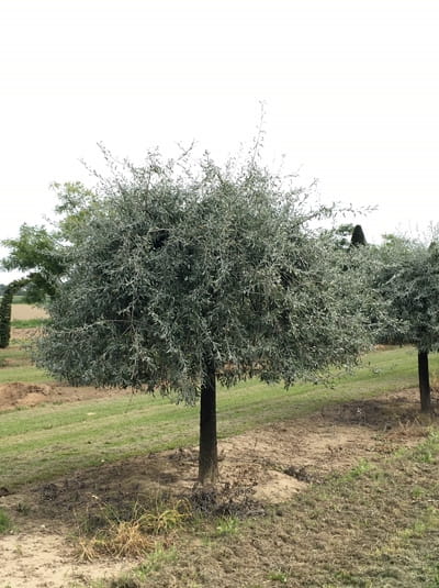 Weidenblättrige HängeBirne 'Pendula' / Pyrus salicifolia 'Pendula'
