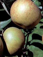 Malus domestica 'Graue Herbstrenette' / Apfel 'Graue Herbstrenette'