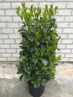 Prunus laurocerasus 'Etna' / Kirschlorbeer 'Etna' 100-125 cm im 20-Liter Container