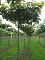 Tilia europaea 'Pallida' Dachform/Dachspalier / Gold-Linde