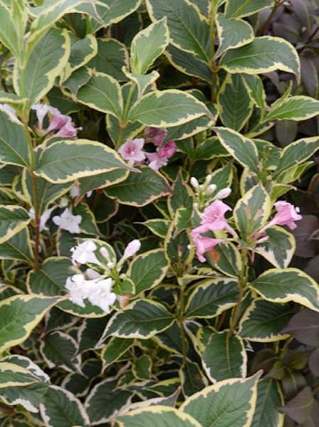 Liebliche Weigelie 'Nana Variegata' / Weigela florida 'Nana Variegata'