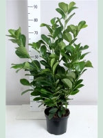 Prunus laurocerasus 'Etna' / Kirschlorbeer 'Etna' 80-100 cm im 5-Liter Container