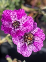 Geranium cinereum Jolly Jewel Lilac ®  /