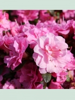 Rhododendron obtusum 'Babuschka' -R- / Japanische Azalee 'Babuschka'
