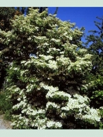 Viburnum plicatum 'Watanabe' / Japanischer Zwerg-Schneeball