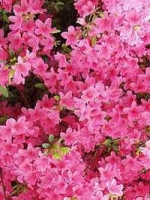 Rhododendron obtusum 'Anouk' / Japanische Azalee 'Anouk'