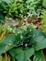 Brunnera macrophylla 'Betty Bowring' / Kaukasus-Vergissmeinnicht