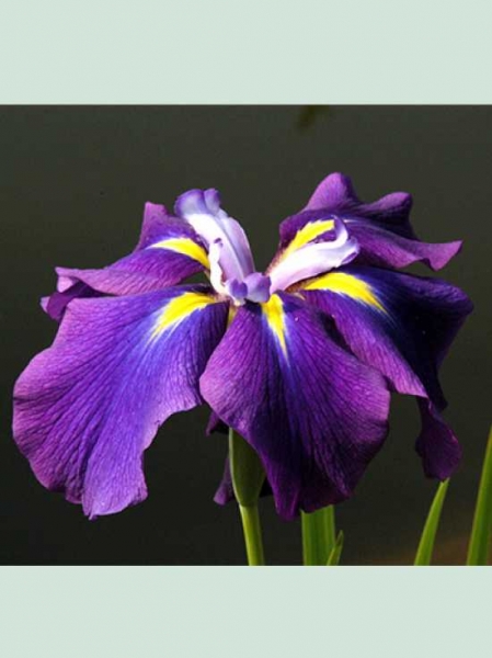 Iris kaempferi / Japanische Iris / Japanische Sumpf-Schwertlilie