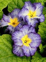 Primula vulgaris 'Tie Dye' / Stängellose Garten-Schlüsselblume 'Tie Dye'