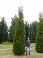 Große Thuja / Lebensbäume ab 300cm Größe günstig kaufen