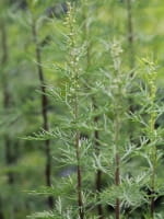 Artemisia abrotanum 'Citrina' / Eberraute