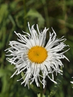 Leucanthemum x superbum 'Old Court' / Großblumige Garten-Margerite 'Old Court'