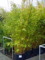 Phyllostachys aureosulcata 'Spectabilis' / Flachrohr-Bambus 250-300 cm im 35-Liter Container