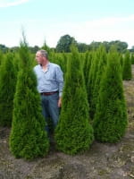 Thuja occidentalis 'Smaragd' / Lebensbaum 'Smaragd' / Smaragd-Lebensbaum
