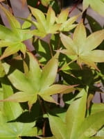 Acer palmatum 'Hogyoku' / Japanischer Fächerahorn 'Hogyoku'
