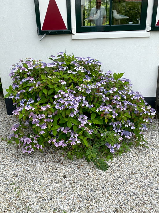 Japanische ZwergHortensie / Hydrangea involucrata günstig kaufen