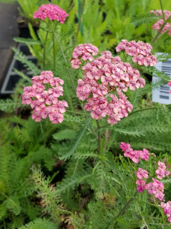 GartenSchafgarbe 'Colorado' / Achillea millefolium 'Colorado'