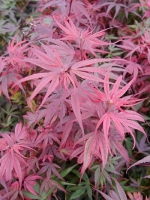 Acer palmatum 'Shaina' / Japanischer Ahorn / Fächerahorn 'Shaina'