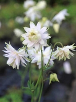 Aquilegia vulgaris 'White Barlow' / Kurzspornige Akelei 'White Barlow'