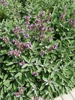 Salvia officinalis / Echter Salbei
