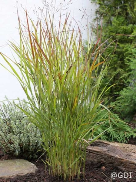 PurpurRutenhirse 'Shenandoah' / Panicum virgatum 'Shenandoah'