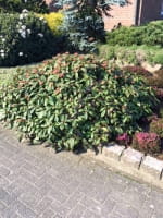 Viburnum davidii / Immergrüner Kissen-Schneeball