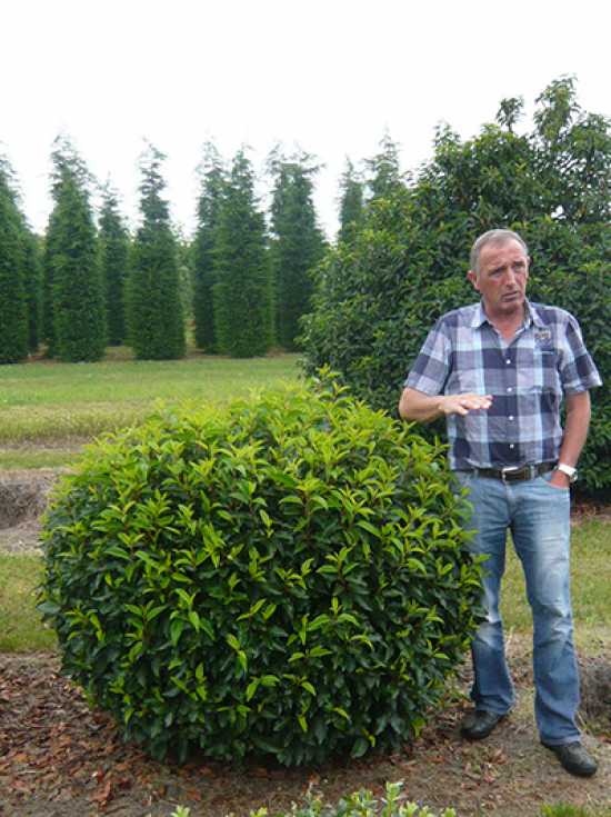 Portugiesischer Kirschlorbeer 'Kugel' / Prunus lusitanica 'Angustifolia