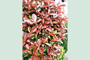 Photinia_red_robin_blatt_694