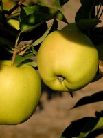 Malus domestica 'Golden Delicious' / Apfel 'Gelber Köstlicher'