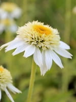 Echinacea purpurea 'Coconut Lime ®' / Purpursonnenhut