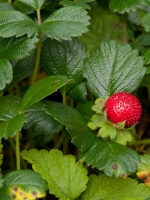 Fragaria chiloensis 'Chaval' / Teppich-Erdbeere