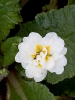 Primula 'Vanilla Cream' / Frühlingsprimel 'Vanilla Cream'
