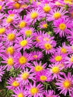 Aster dumosus 'Alice Haslam' / Kissen-Aster 'Alice Haslam'