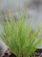 Festuca 'Hoggar' / Blau-Schwingel 'Hoggar'